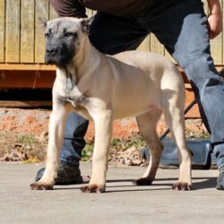 Sanders Bronson and Sanders Lea Female 2