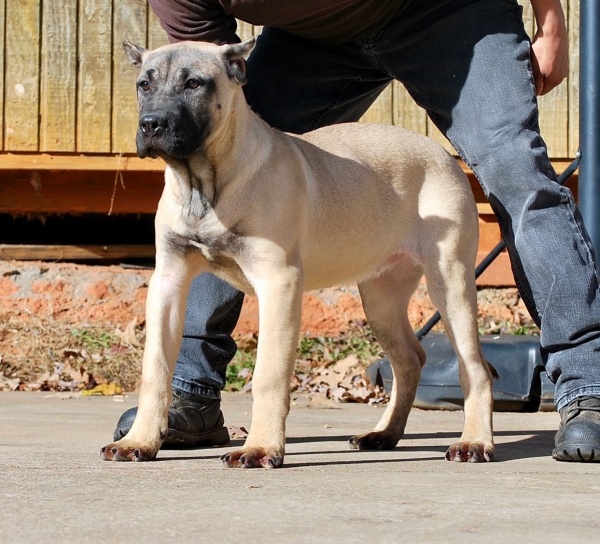 Sanders Bronson and Sanders Lea Female 2