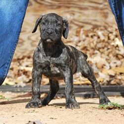 Sanders Bronson and Sanders Panther Male 2