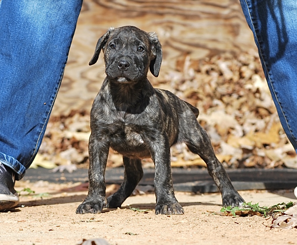 Sanders Bronson and Sanders Panther Male 2