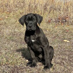 Jordy and Sanders Karma Female 1