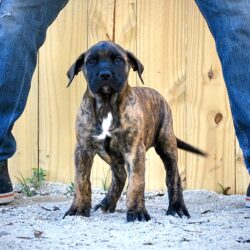 Sanders Bear and Sanders Baby Female 1