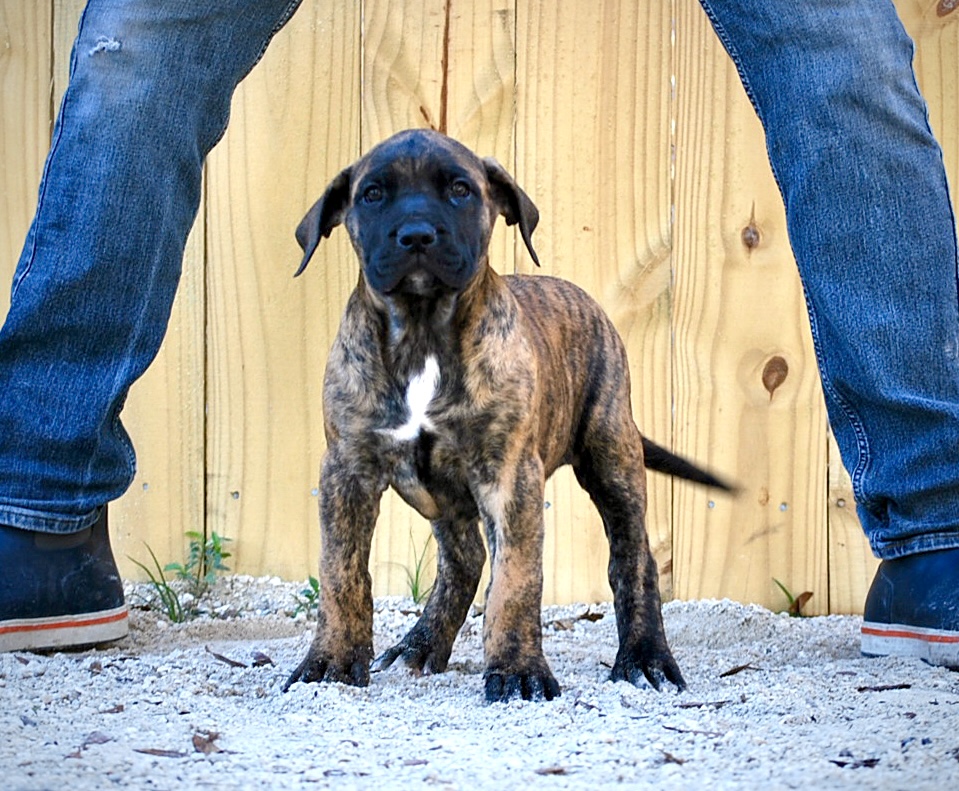 Sanders Bear and Sanders Baby Female 1