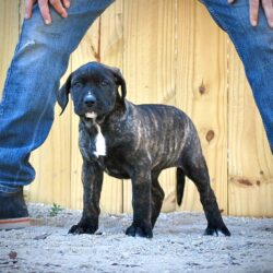 Sanders Bear and Sanders Baby Female 3