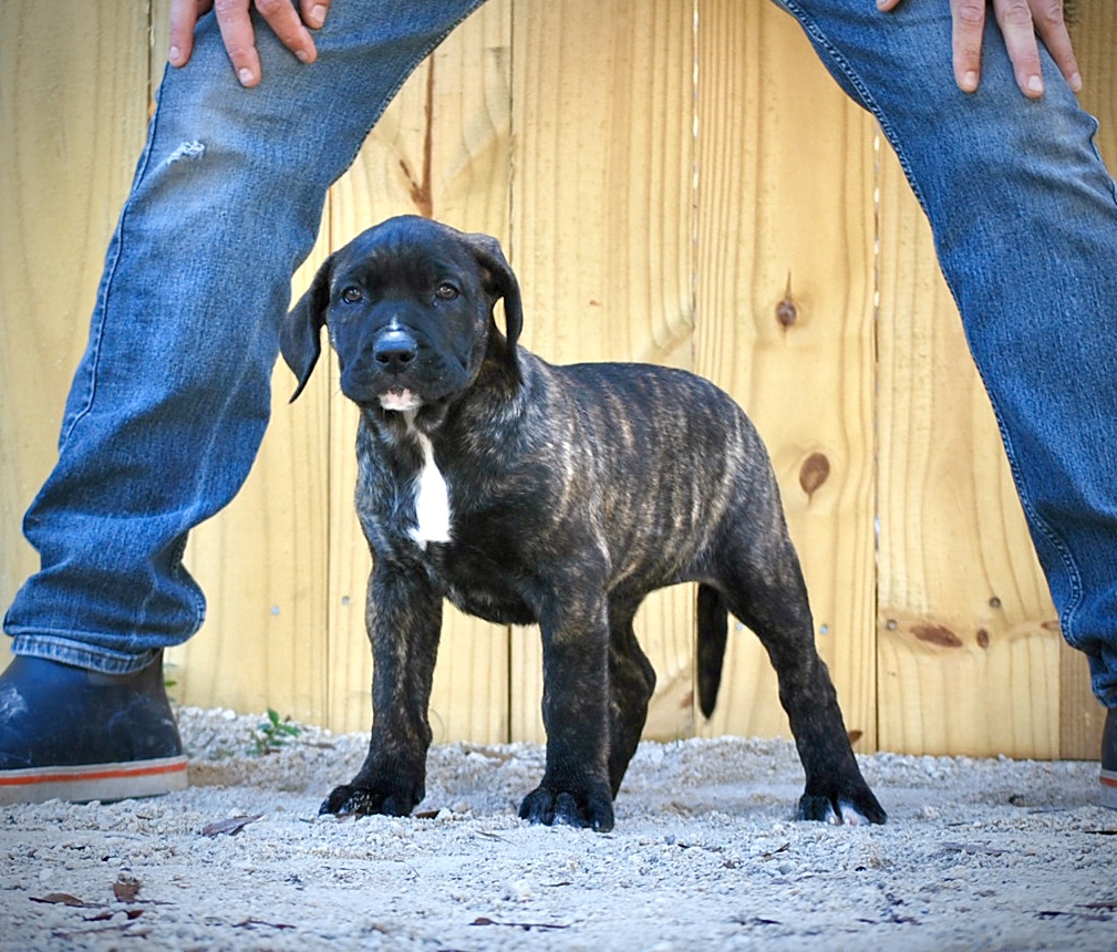 Sanders Bear and Sanders Baby Female 3