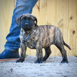 Sanders Kennels