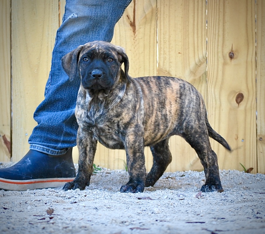 Sanders Kennels
