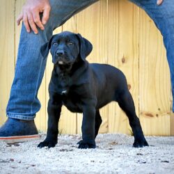 Sanders Bear and Sanders Baby Male 1