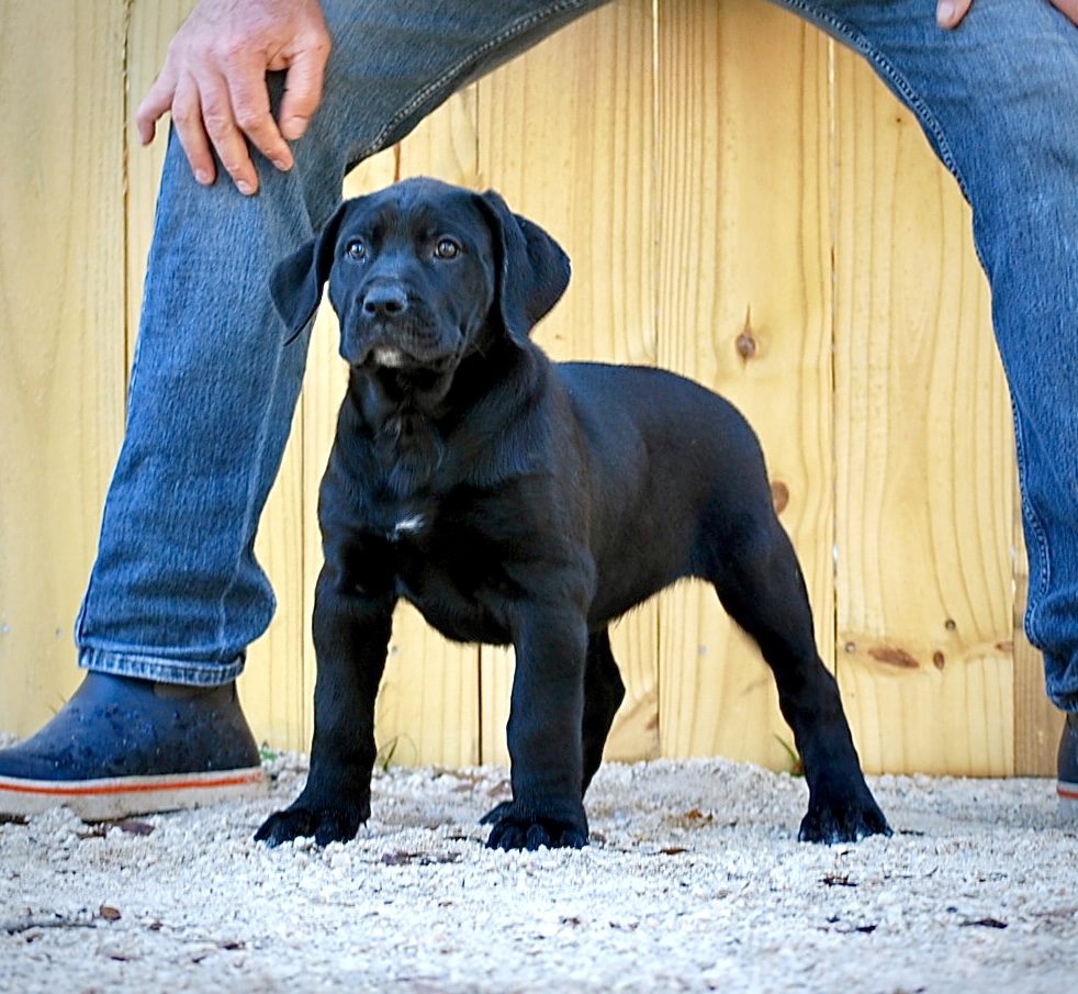 Sanders Bear and Sanders Baby Male 1