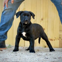 Sanders Bear and Sanders Baby Male 2