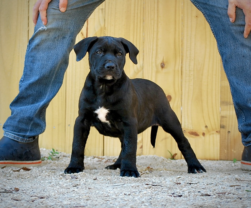 Sanders Bear and Sanders Baby Male 2