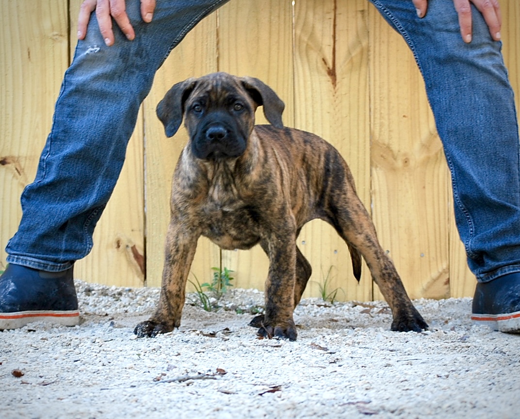 Sanders Bear and Sanders Baby Male 3