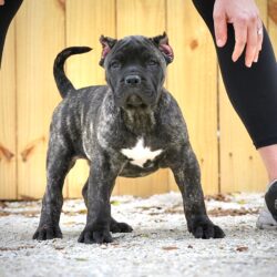 Sanders Barney and Sheba Male 1