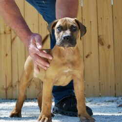 Sanders Kimbo and Sanders Diamond Male 1