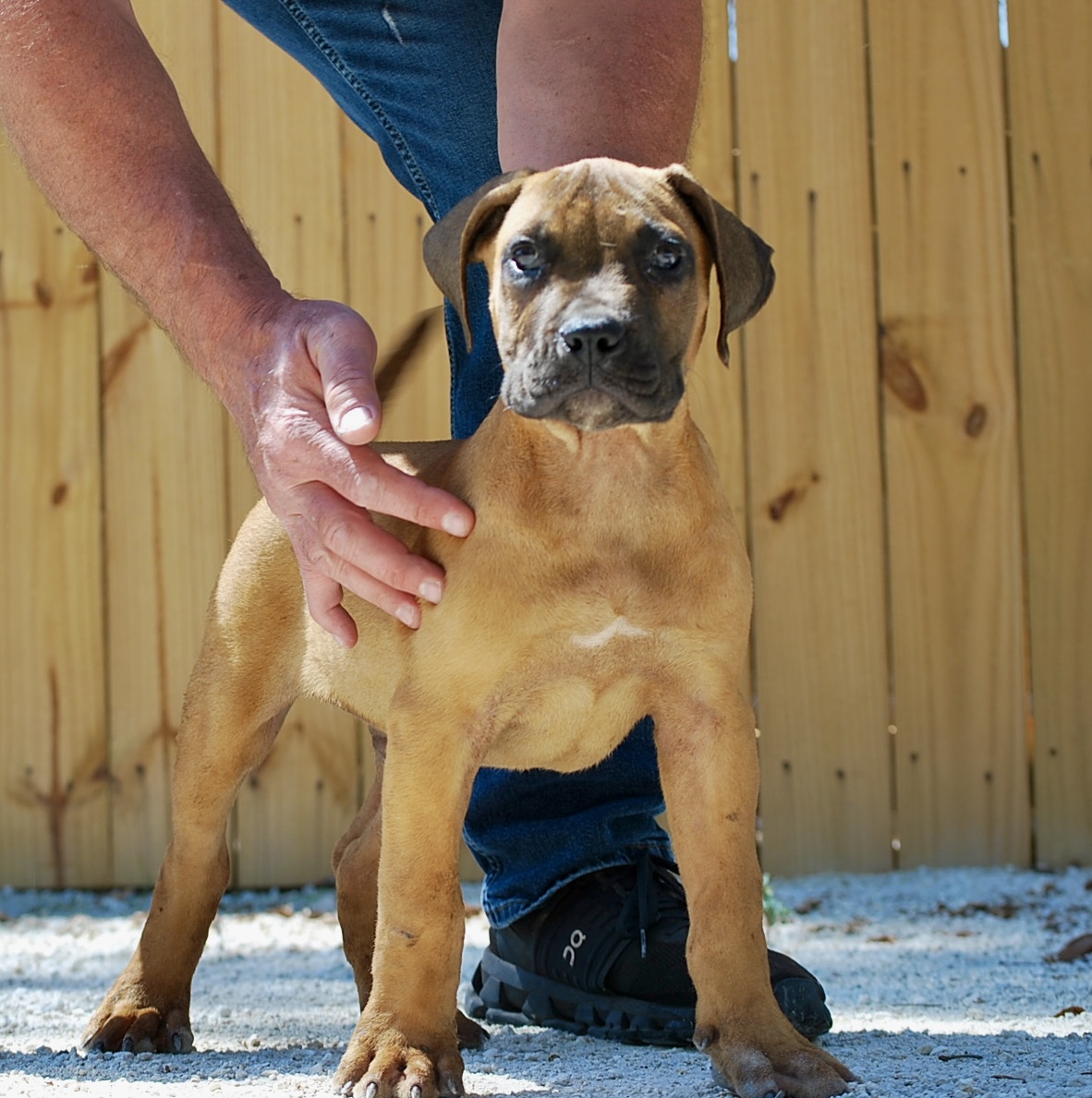 Sanders Kimbo and Sanders Diamond Male 1