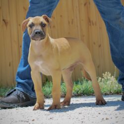 Sanders Kimbo and Sanders Diamond Male 2