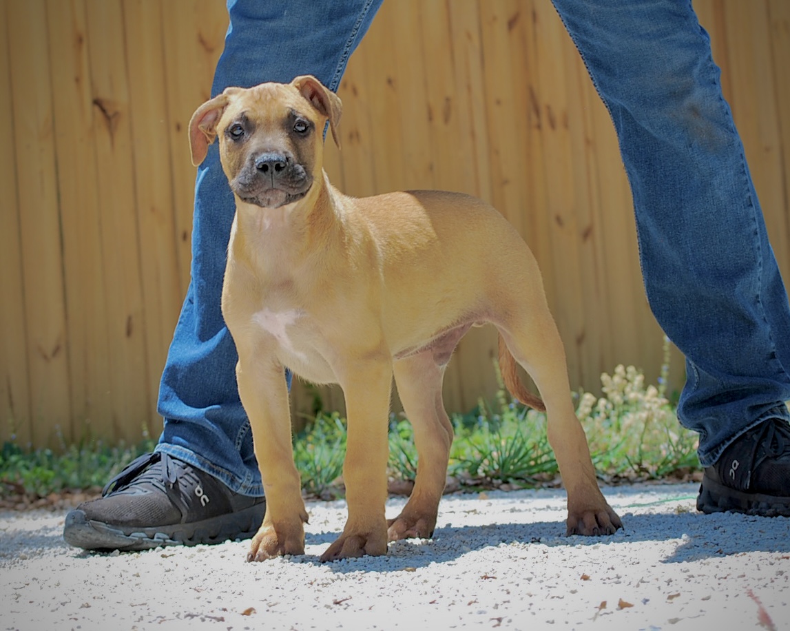 Sanders Kimbo and Sanders Diamond Male 2